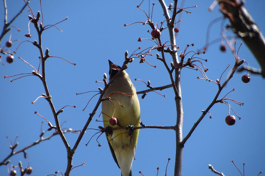 Spring Bird Singing Photograph by Anita Burgermeister