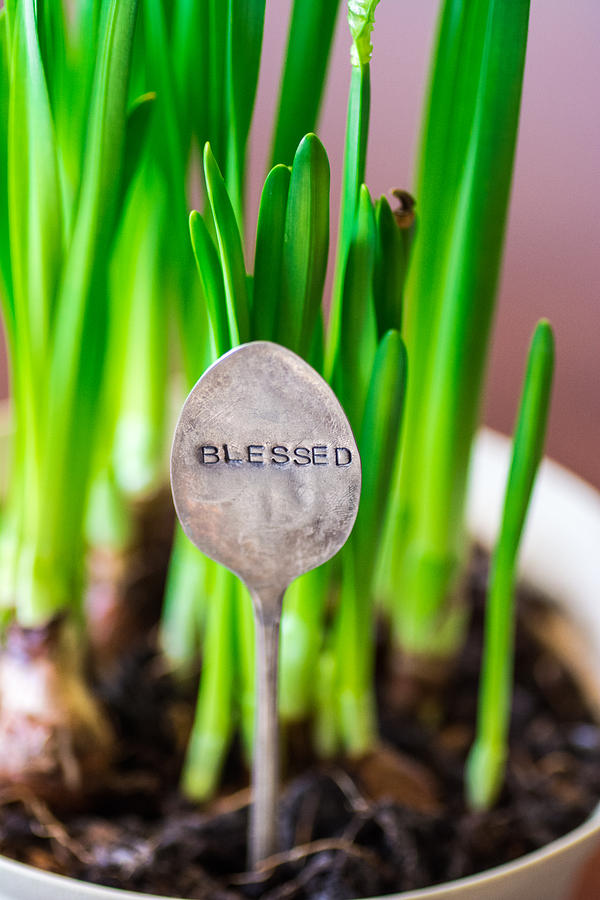 Easter Photograph - Spring blessing by Miki  Finn