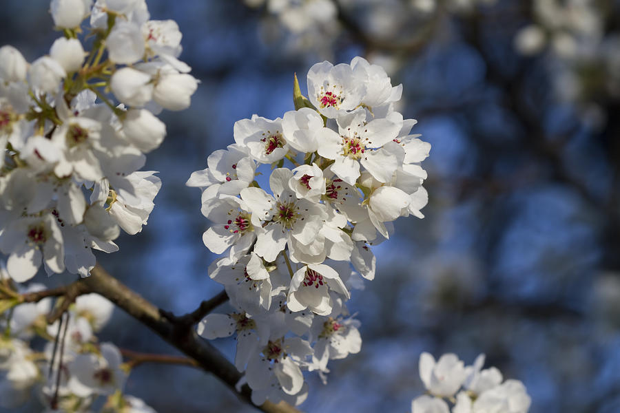 Spring Bling Bradford Pear Blossoms Photograph by Kathy Clark