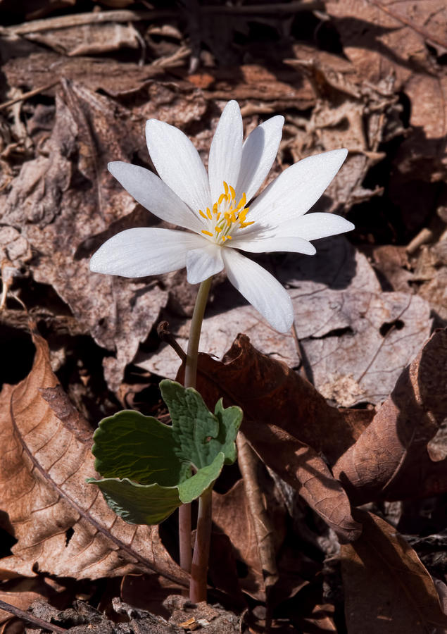 Spring Bloodroot Wildflower 2 Photograph by Lara Ellis