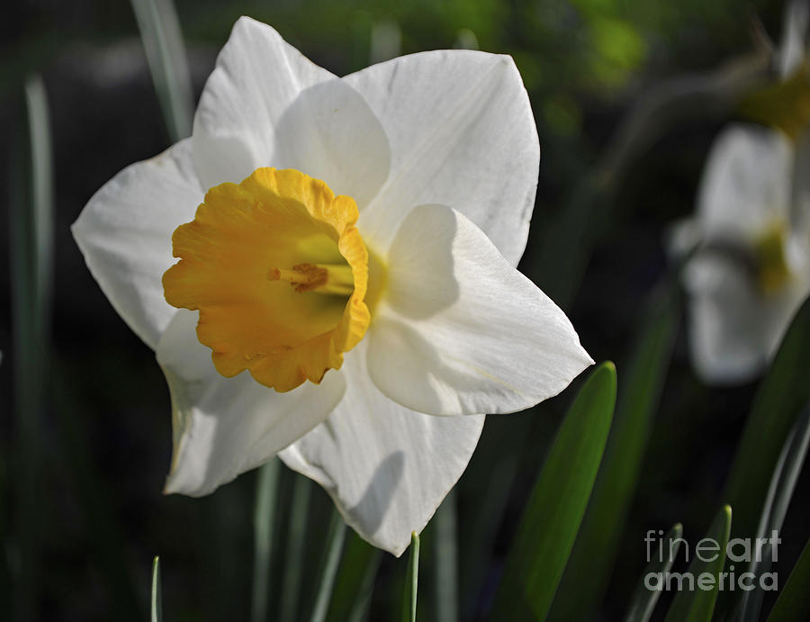Spring Photograph - Spring Bloom by Elaine Mikkelstrup