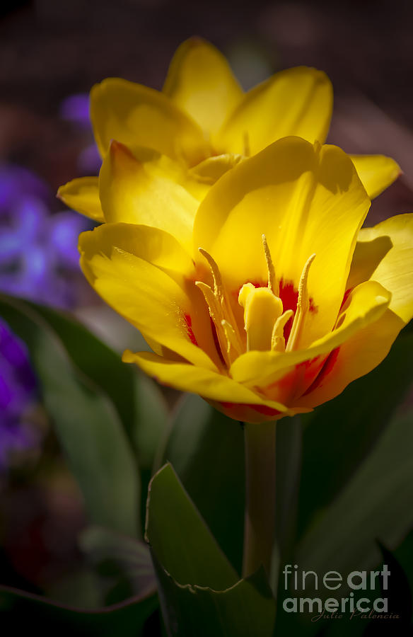 Spring Bloom in Yellow Photograph by Julie Palencia