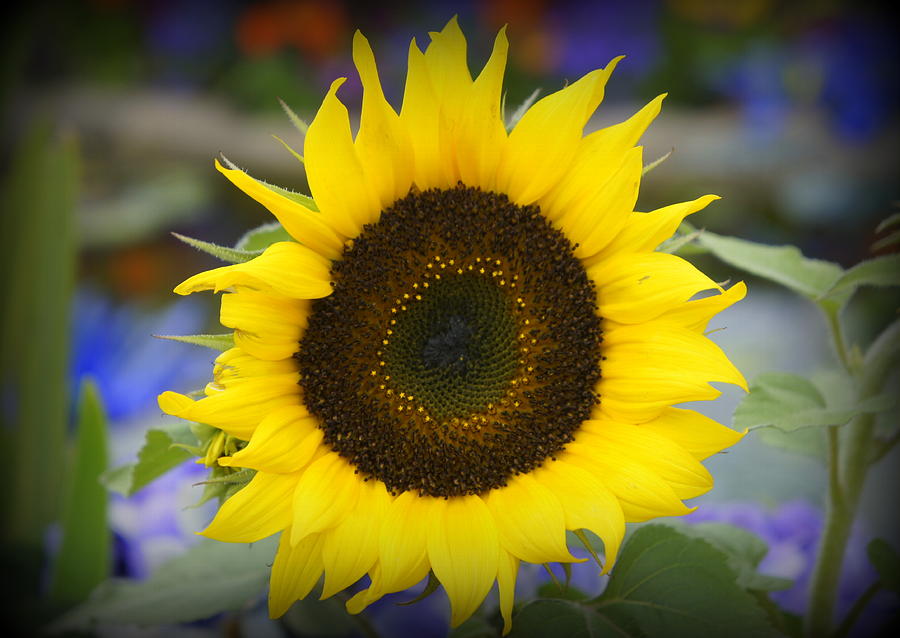 Sunflower Photograph - Spring Bloom by Laurie Perry