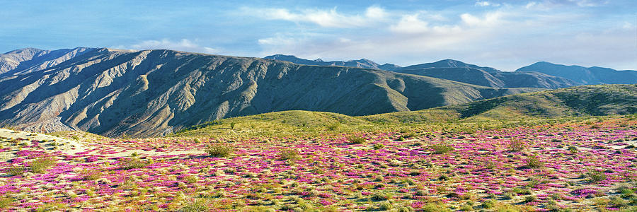 Spring Bloom Transforms A Dune Field Photograph by Panoramic Images
