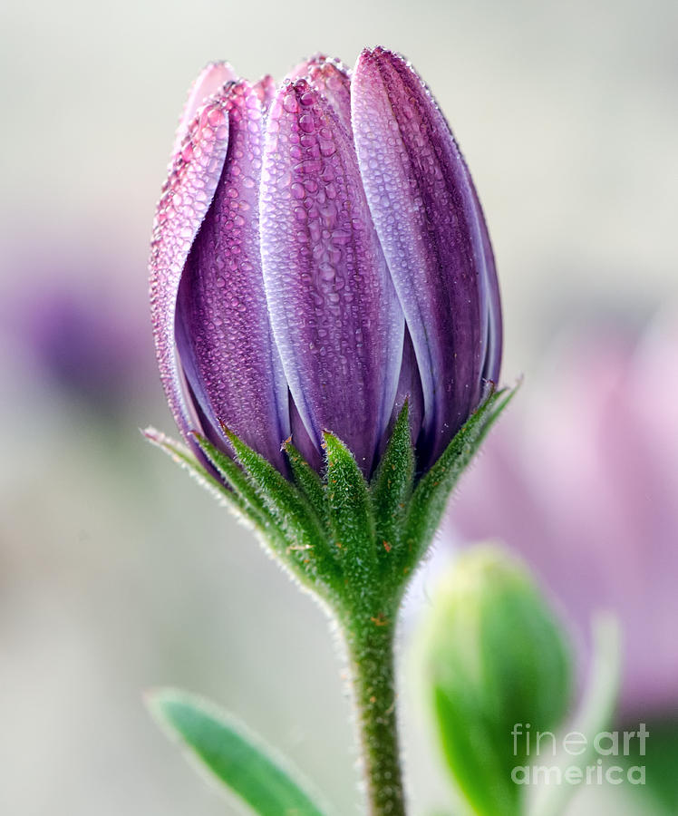 Spring Bloom With Morning Dew Photograph by Eddie Yerkish