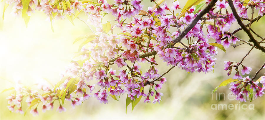 Spring blooming cherry flowers  Photograph by Anek Suwannaphoom