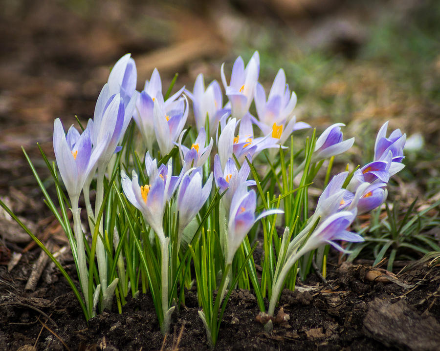 Spring Blooming Crocus Photograph by Bill Pevlor