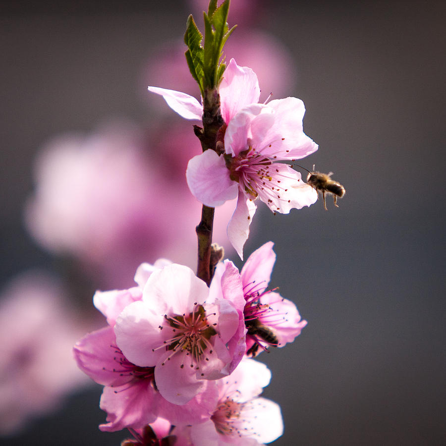 Spring Blooms And Bees Photograph