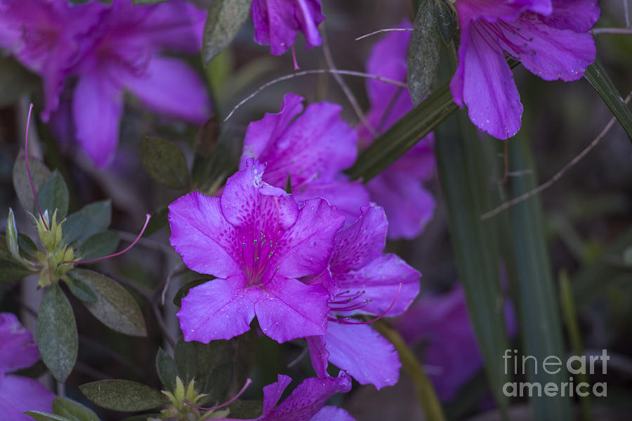 Spring Photograph - Spring Blooms by Dale Powell