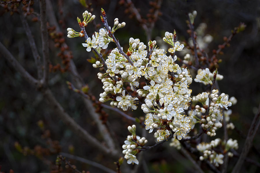 Spring Blooms Photograph by Rick Mosher
