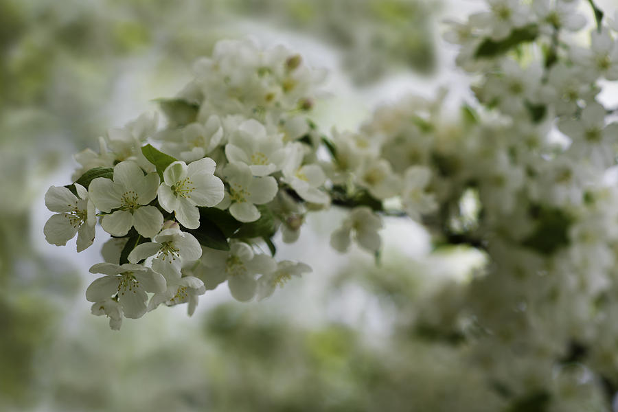 Flower Photograph - Spring Bloosom by Sebastian Musial