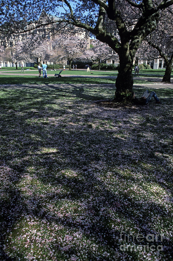 University Photograph - Spring blosoms U of W by Jim Corwin
