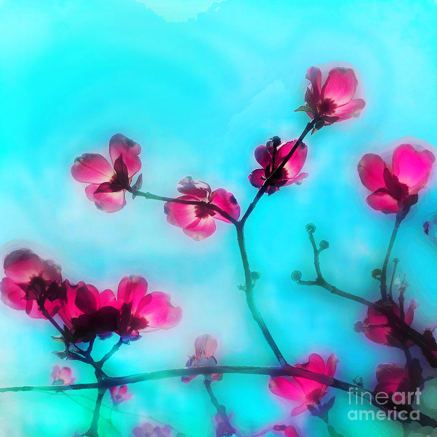 Spring blossom Photograph by Gina Signore