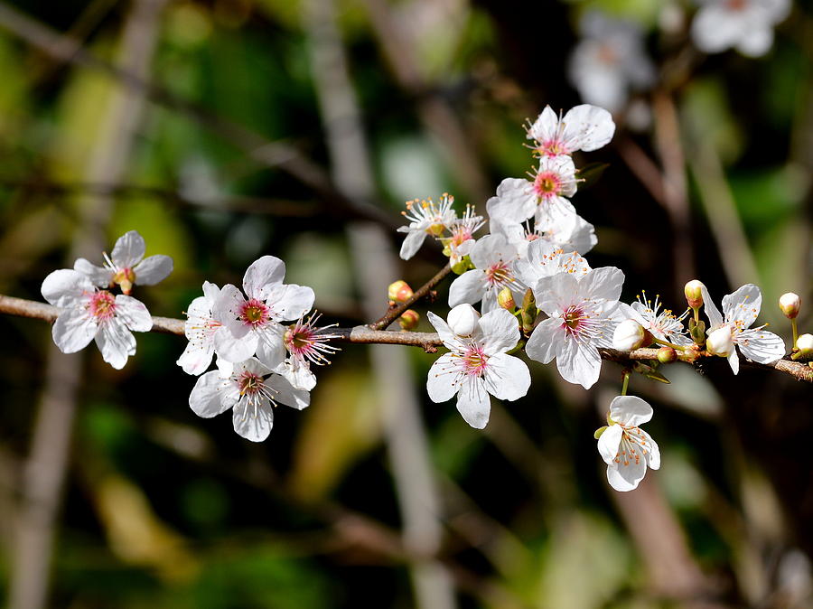 Flower Photograph - Spring Blossom by Bishopston Fine Art