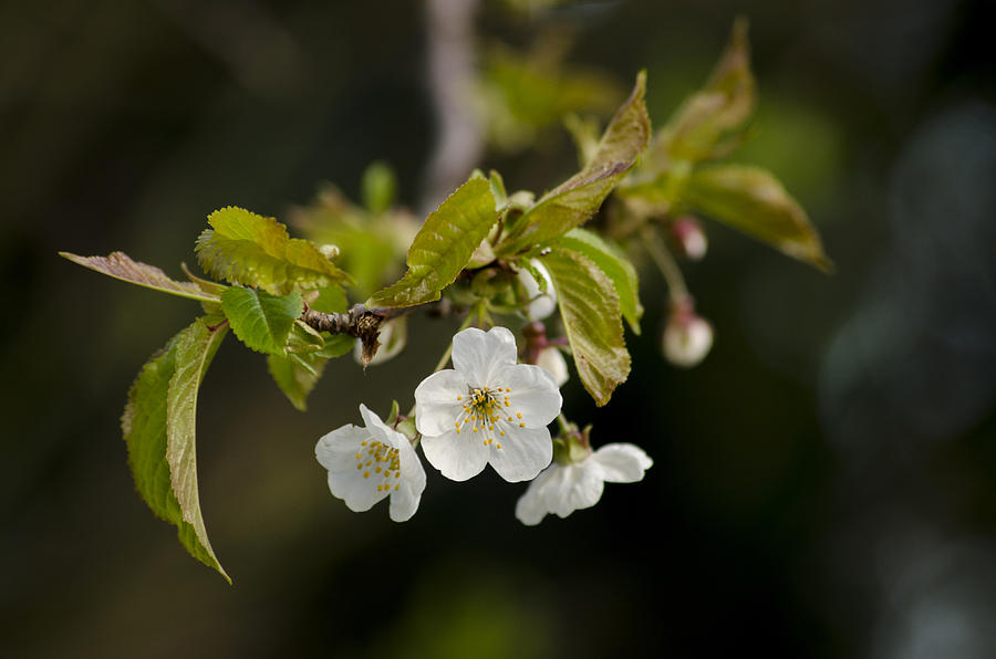 Spring Blossom Photograph by Spikey Mouse Photography