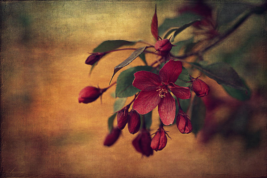 Spring Blossom Photograph by Maria Angelica Maira