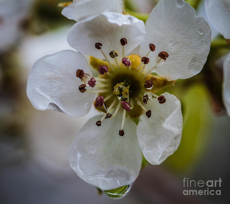 Spring Photograph - Spring Blossom by Mitch Shindelbower