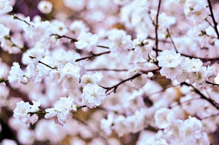 Spring Blossom Photograph by Natalia Ganelin