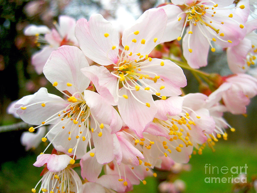 Spring Blossom Photograph by Nina Ficur Feenan