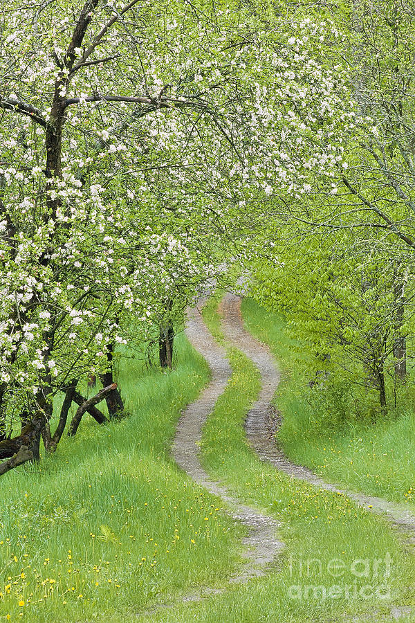 Spring Blossom Road Photograph by Alan L Graham