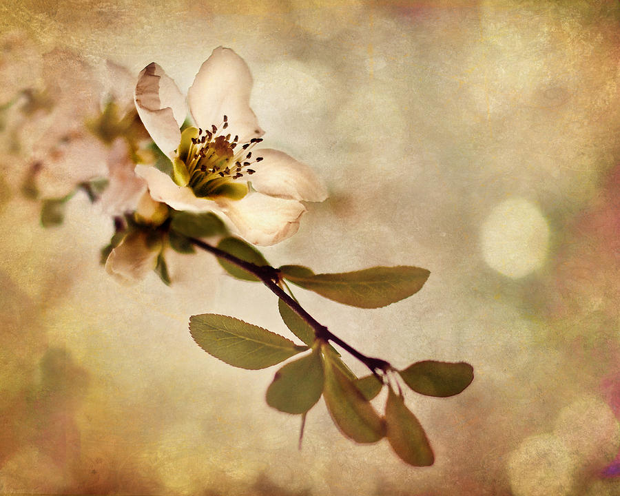 Spring Photograph - Spring Blossom by Suzanne Barber