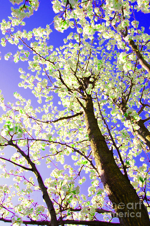 Spring Blossoms   Photograph by First Star Art