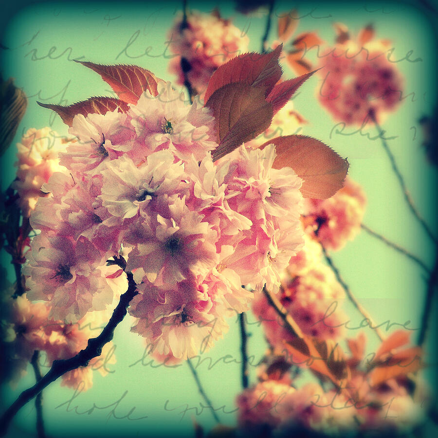 Spring Blossoms 2 Photograph by Micki Findlay