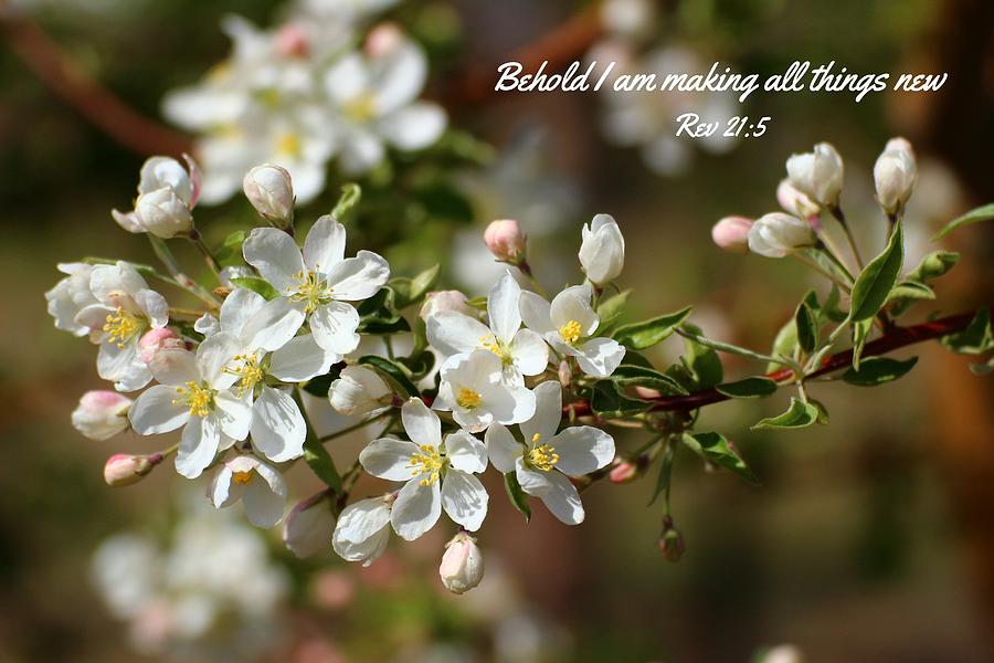 Spring Blossoms 3 Photograph by Lynn Hopwood
