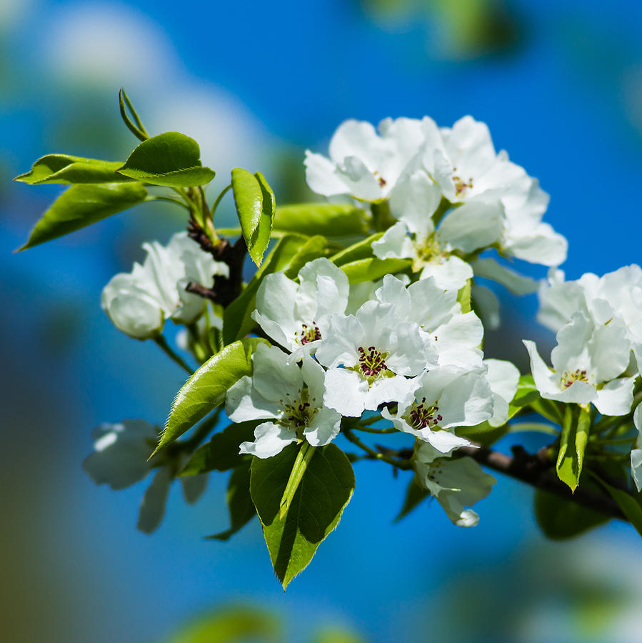 Spring Blossoms 6 - Square Photograph by Alexander Senin