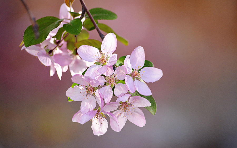Spring Blossoms Photograph by AJ  Schibig
