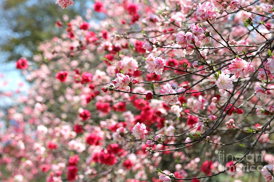 Spring Photograph - Spring Blossoms Branches by Carol Groenen