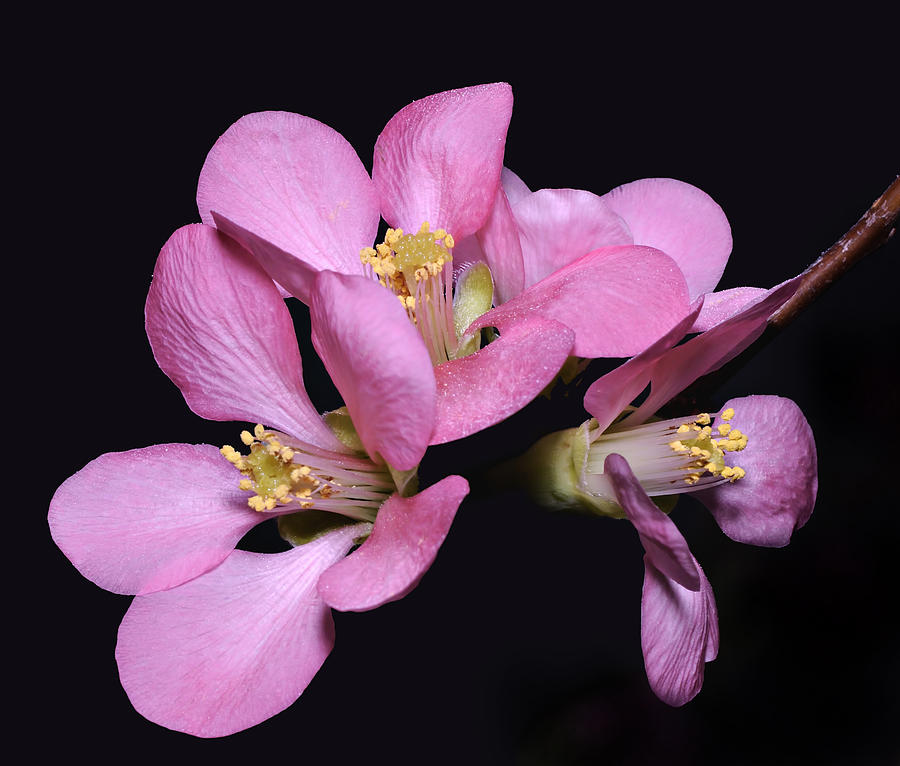 Spring Blossoms Photograph by Carol Eade