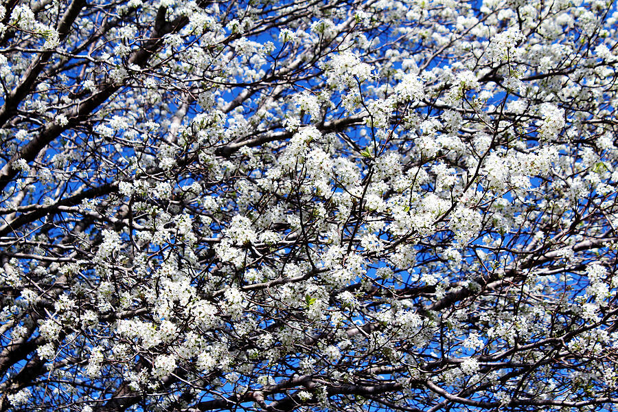 Spring Blossoms Photograph by Cynthia Guinn