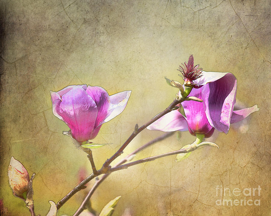 Magnolia Movie Photograph - Spring blossoms - digital sketch by TN Fairey