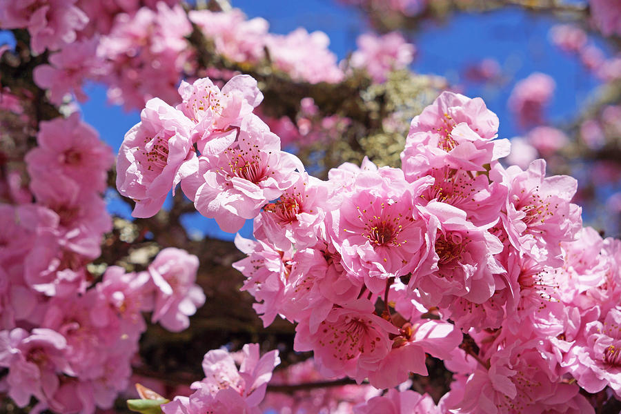 Spring Blossoms Fine Art Prints Blue Sky Tree Photograph by Patti Baslee