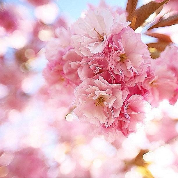 Spring Photograph - Spring Blossoms by Cristi Bastian