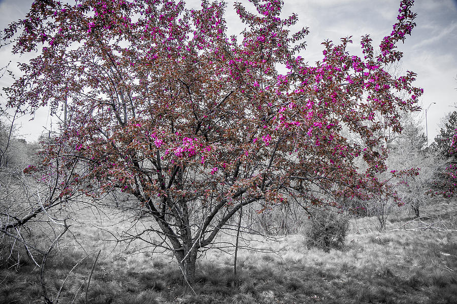 Spring Photograph - Spring Blossoms I by Charles Hoffman