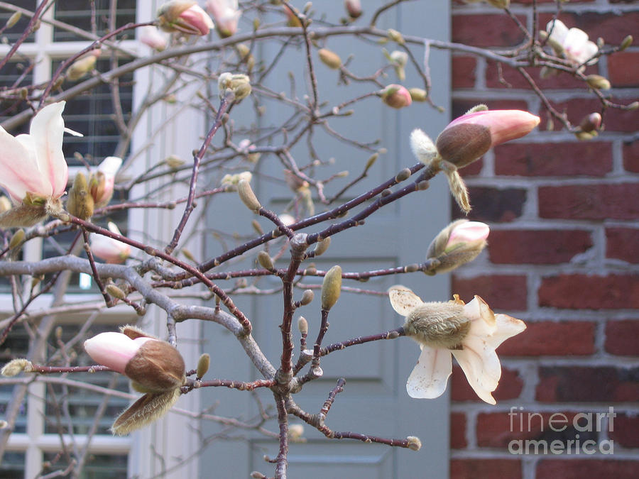Spring Blossoms in Yorktown  Virginia Photograph by Marlene Robbins