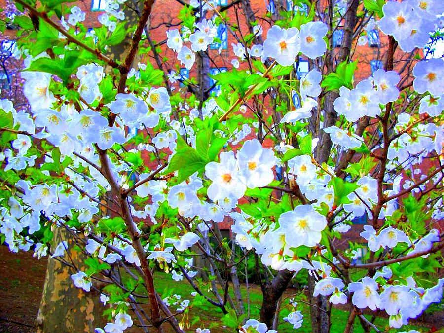 Spring Blossoms Digital Art by Liza Dey