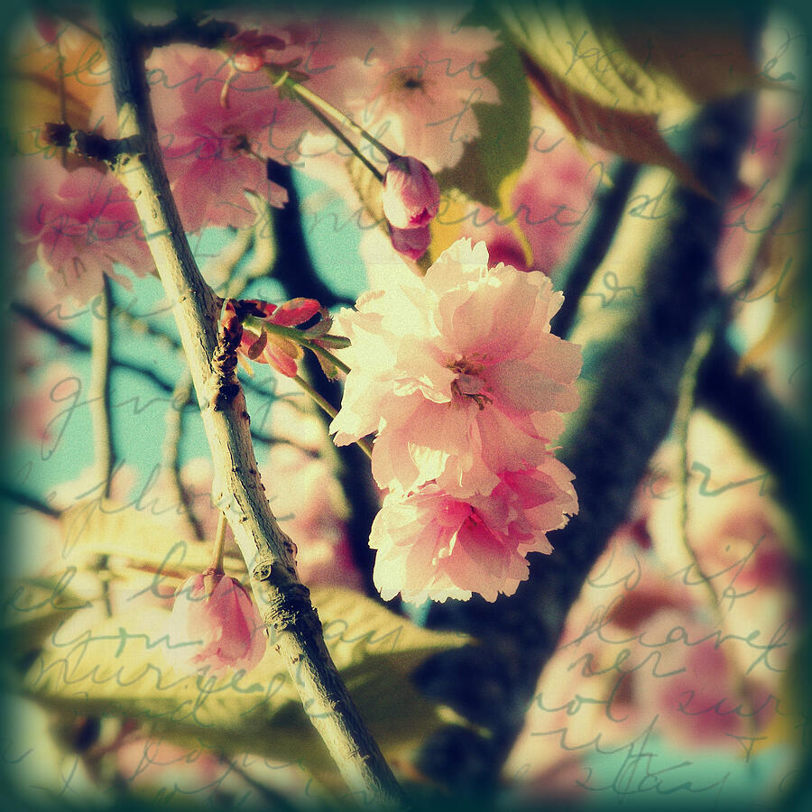Spring Blossoms Photograph by Micki Findlay