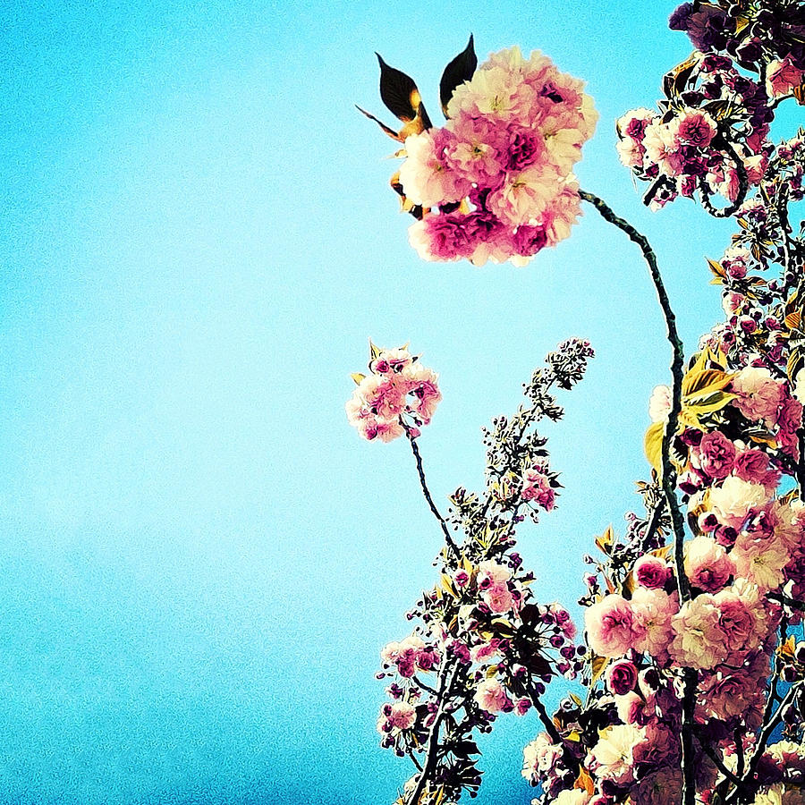 Spring Blossoms Photograph by Natasha Marco