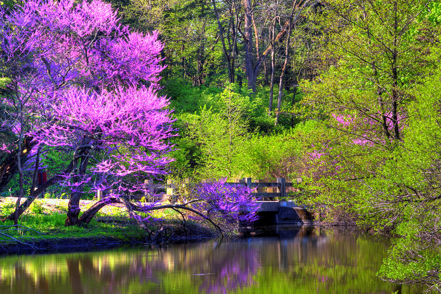 Spring Photograph - Spring Blossoms On Lake Marmo by John Absher