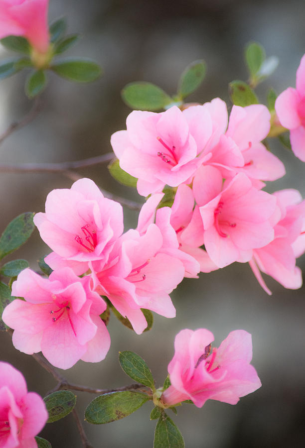 Spring Photograph - Pink Azalea by Parker Cunningham