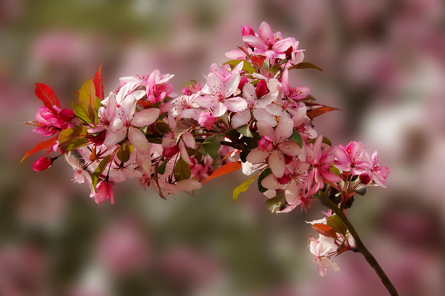 Cheery Cherry Blossoms Photograph by Penny Lisowski