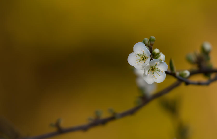 Spring Blossoms  Photograph by Roger Mullenhour