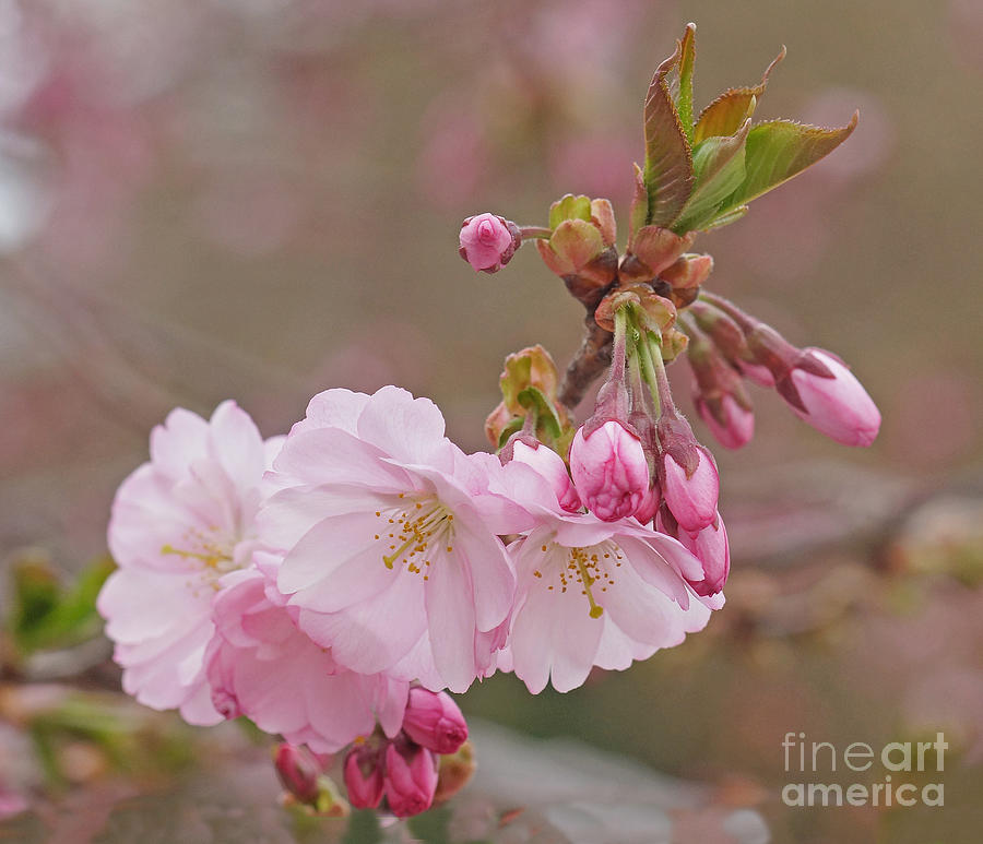 Spring Photograph - Spring Blossoms by Rudi Prott