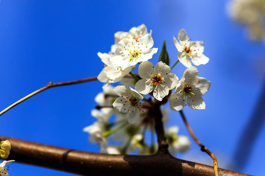 Spring Blossoms Photograph by Sennie Pierson