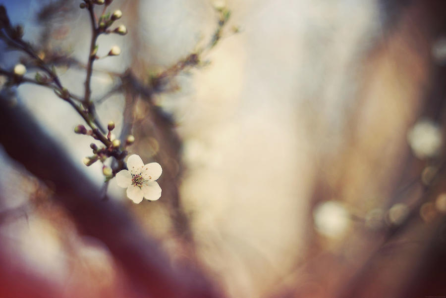 Spring Blossoms Photograph by Silvia Sala