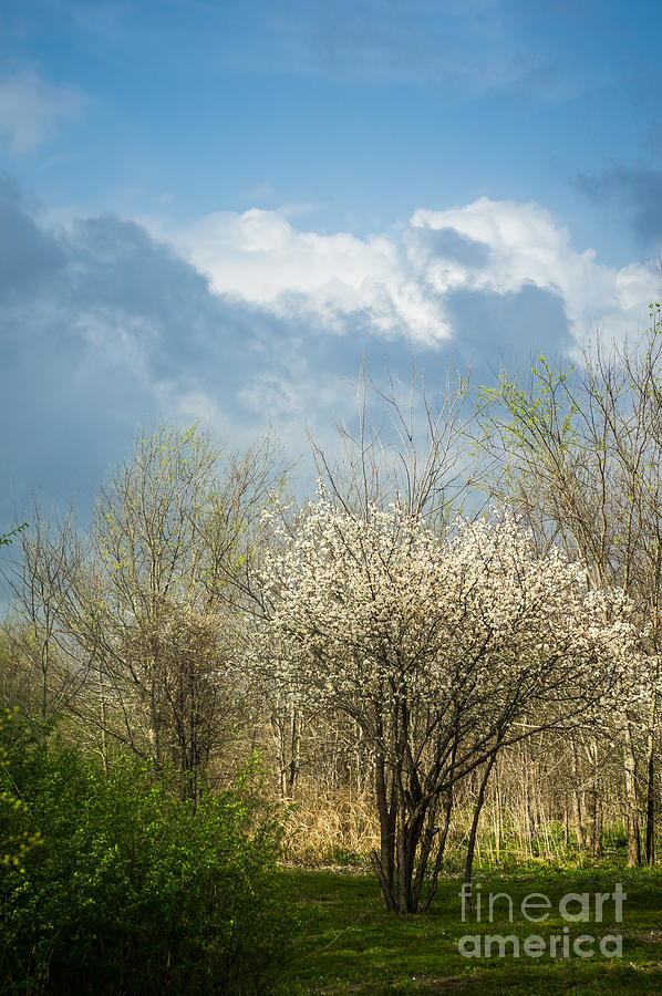 Spring Blossoms Storm Approaching Photograph by Imagery by Charly