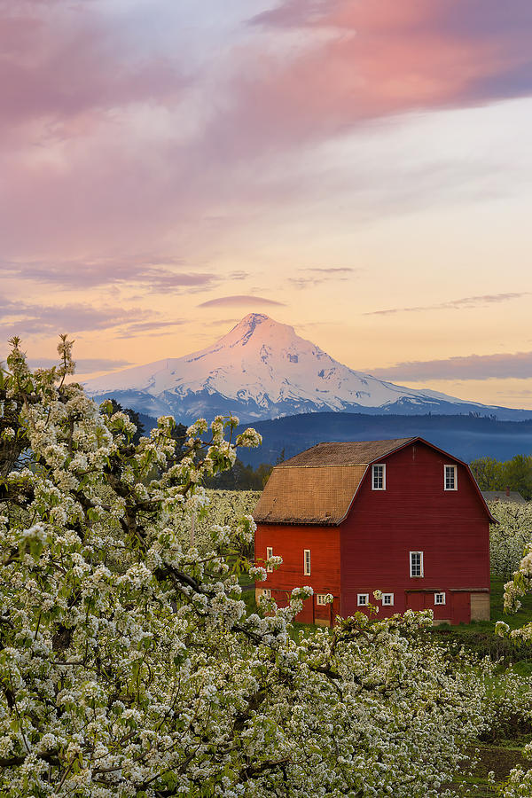 Spring Blossoms Sunrise Photograph by Ryan Manuel